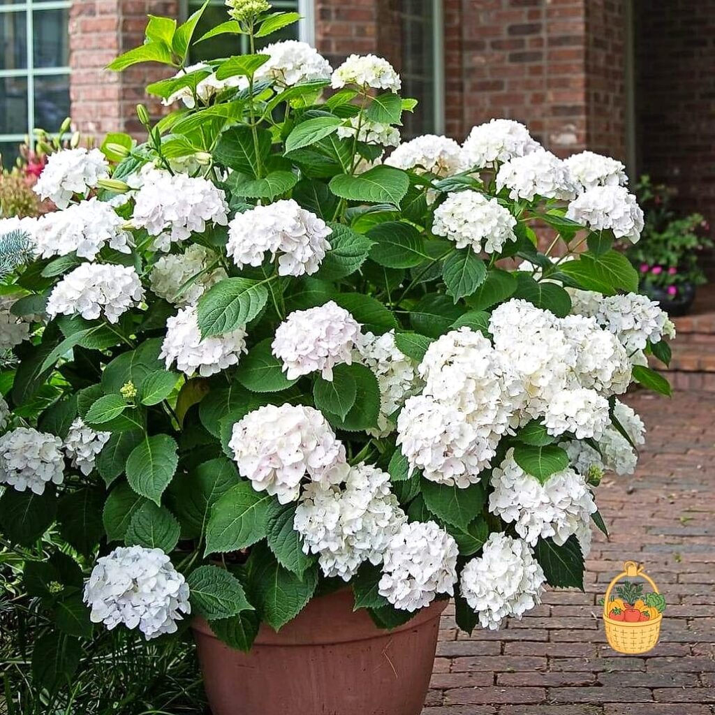 20 Stunning Container Hydrangeas Every Gardener Needs to Know About 1 featured 1111