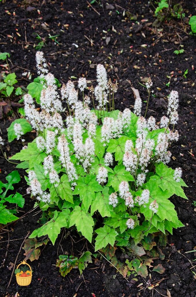 29 Plants Pair Hydrangeas That Actually Work 1 featured 1915