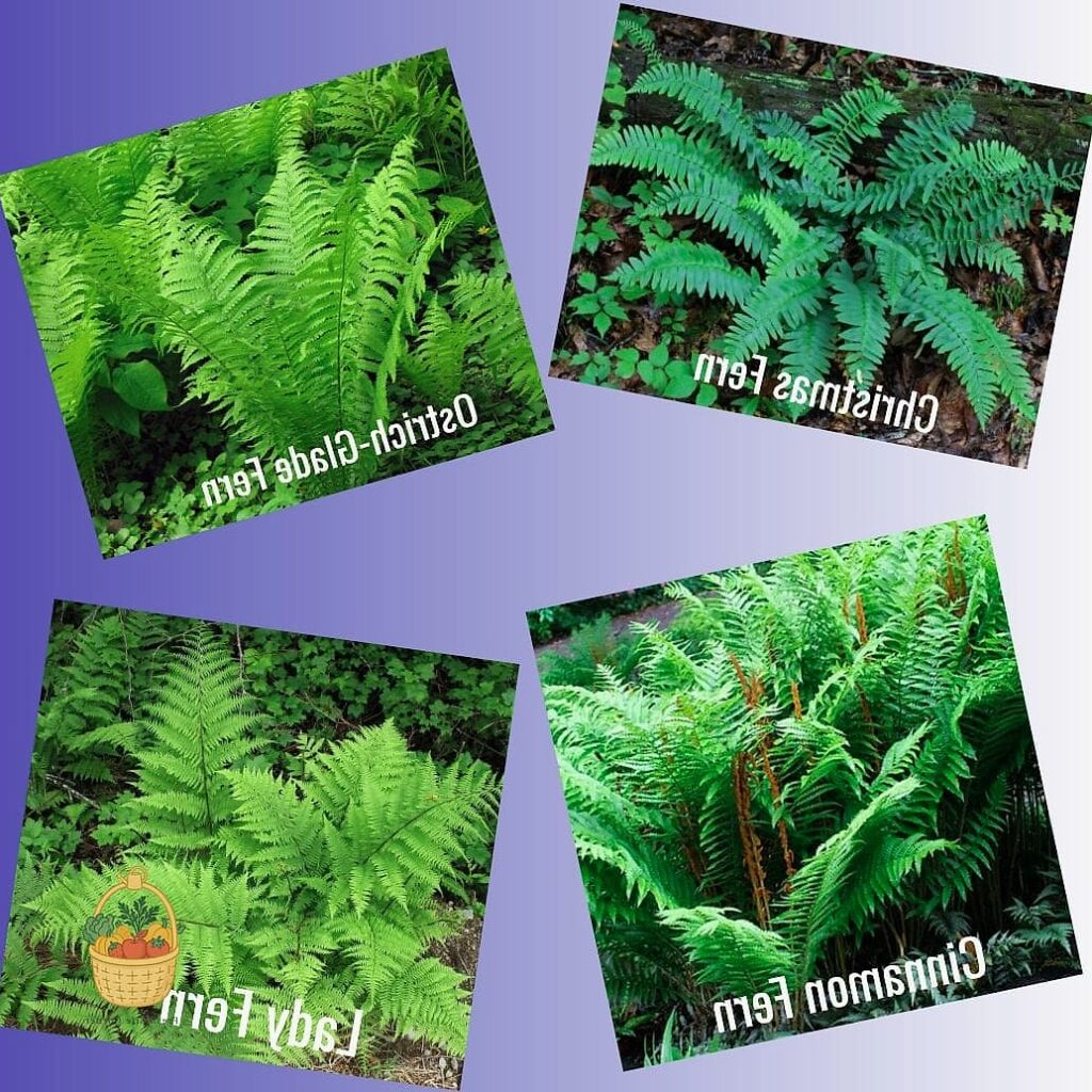 24 Types Of Ferns That Will Transform Your Garden 1 featured 2154