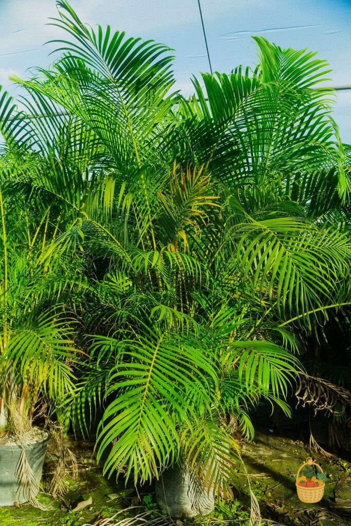 30 Low Maintenance Palm Trees That Are Going Viral on Pinterest 1 featured 2743