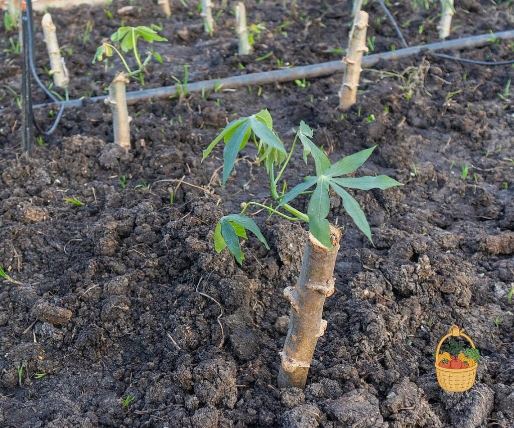 How To Grow Cassava — Your Step-by-Step Guide to Success 1 featured 2874