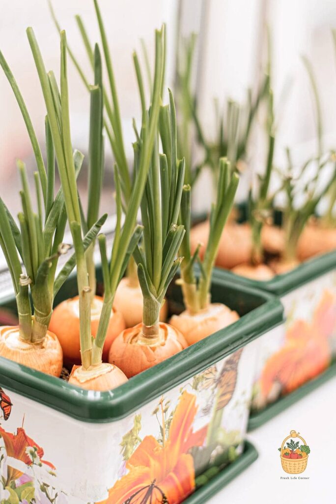 How To Grow & Care For Strawflowers — Everything You Need to Know 1 featured 2995