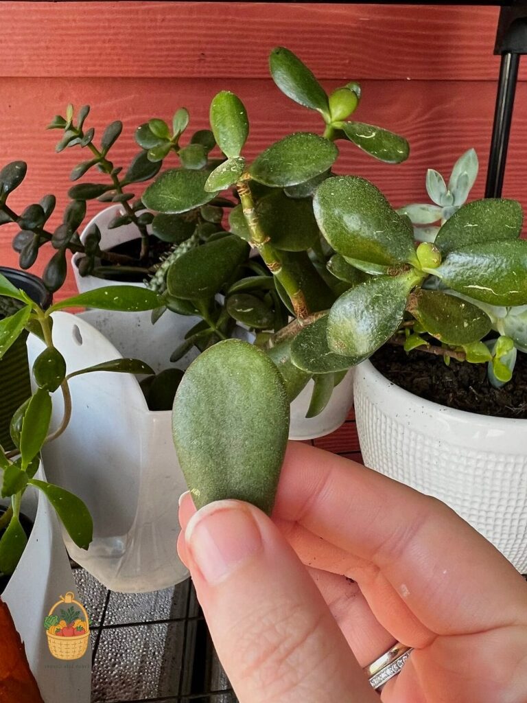 24 Feeding Jade Plant Wrong That Actually Work 1 featured 3213