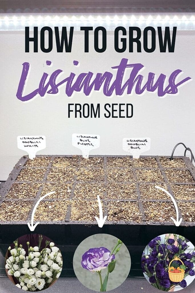 How To Grow & Care For Lisianthus — Everything You Need to Know 1 featured 3763