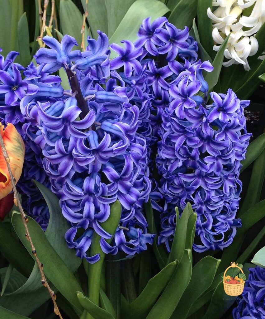 How To Grow & Care For Hyacinth — Your Step-by-Step Guide to Success 1 featured 3779