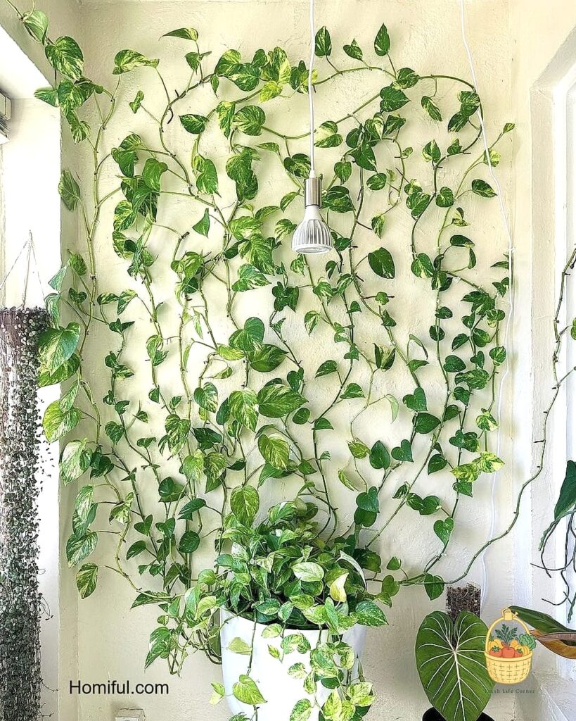 22 Indoor Vining Plants That Actually Work 1 featured 3791