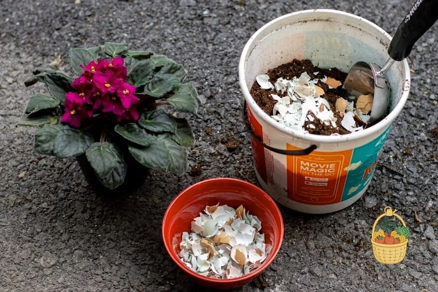 24 Eggshells Houseplants Every Gardener Needs to Know About 15 African Violet
