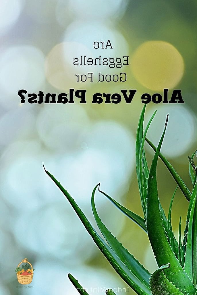 24 Eggshells Houseplants Every Gardener Needs to Know About 8 Aloe Vera