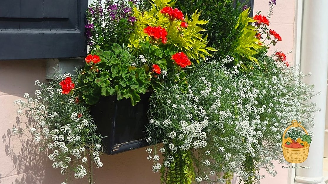 22 Flowers For Your Window Boxes That Actually Work 11 Alyssum