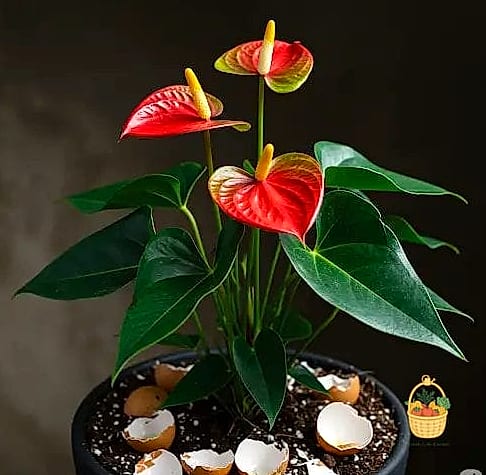 24 Eggshells Houseplants Every Gardener Needs to Know About 21 Anthurium