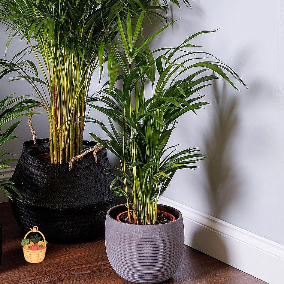 24 Eggshells Houseplants Every Gardener Needs to Know About 25 Areca Palm