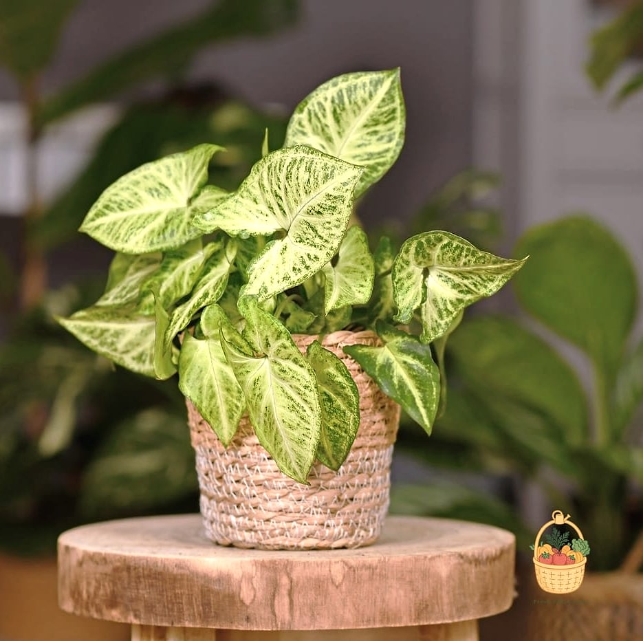 22 Indoor Vining Plants That Actually Work 12 Arrowhead Plant