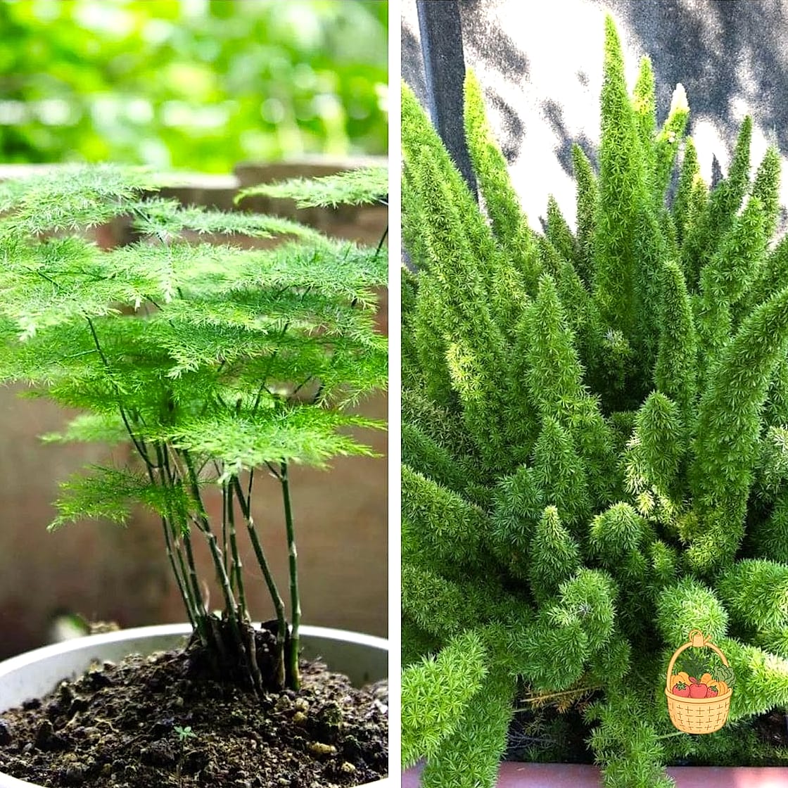 24 Types Of Ferns That Will Transform Your Garden 16 Asparagus Fern