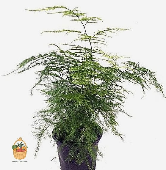 21 Not Kill Your Indoor Ferns Worth Pinning Right Now 8 Asparagus Fern
