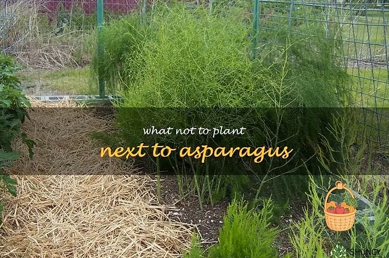 Asparagus and Onions