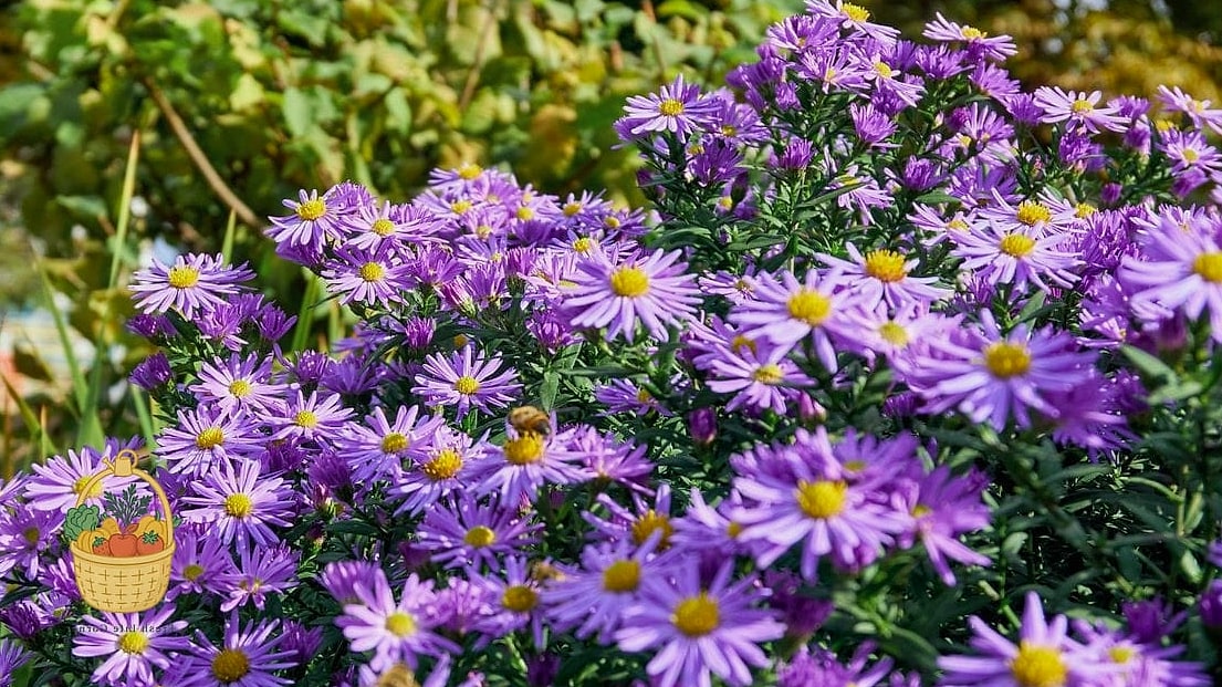 Asters