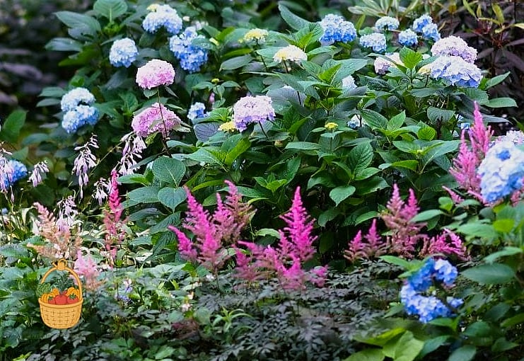 29 Plants Pair Hydrangeas That Actually Work 4 Astilbe