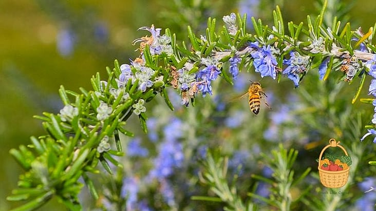28 Ways To Use Rosemary Every Gardener Needs to Know About 9 Attracting Pollinators