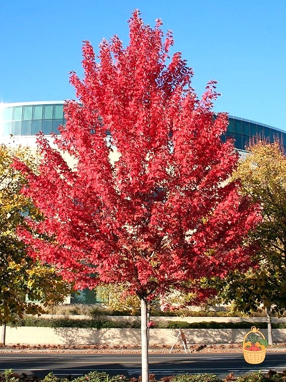 Autumn Blaze Maple
