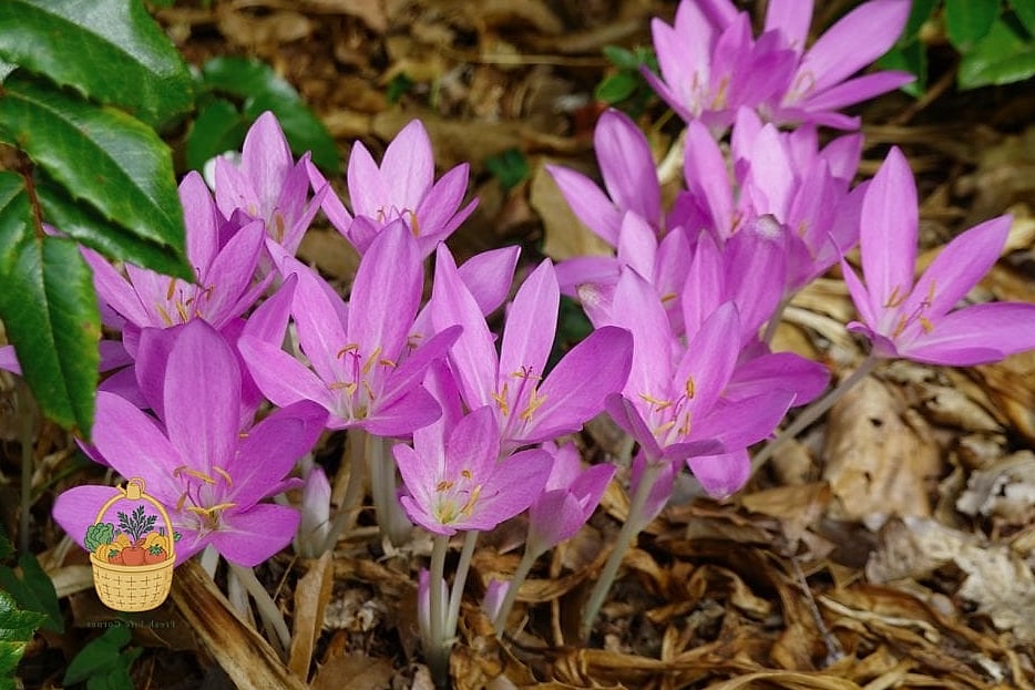 Autumn Crocus