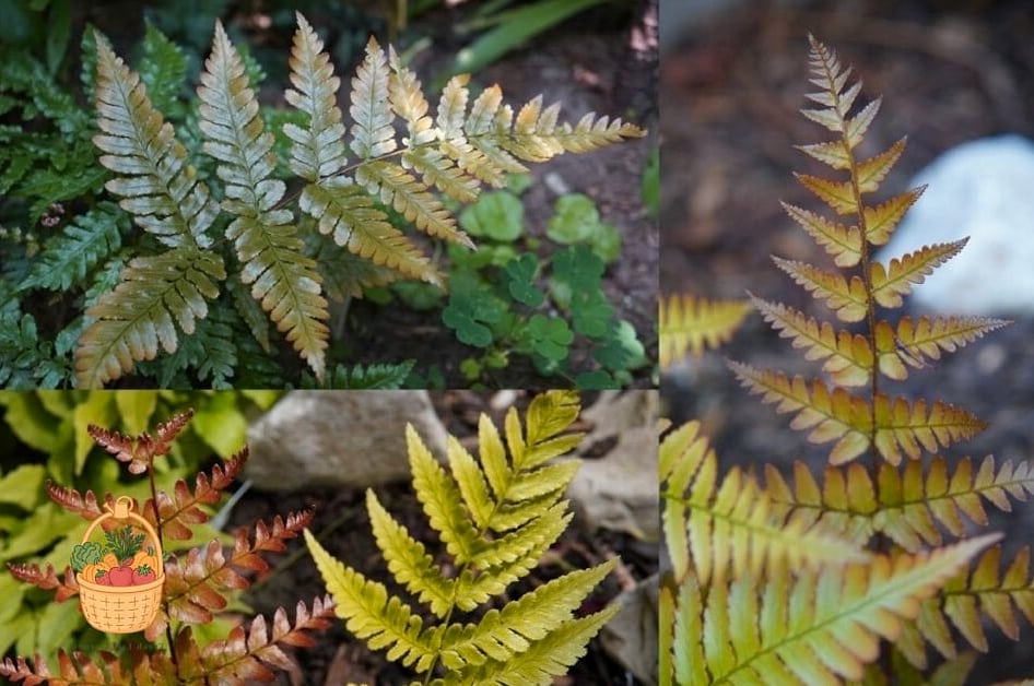 24 Types Of Ferns That Will Transform Your Garden 6 Autumn Fern
