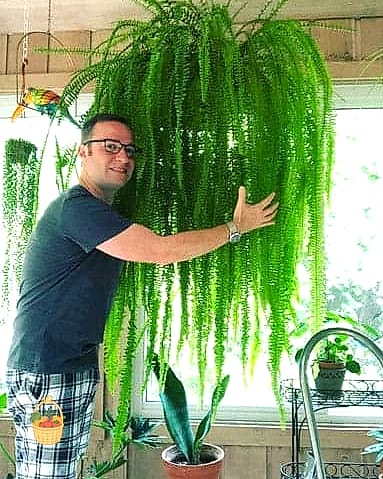 21 Not Kill Your Indoor Ferns Worth Pinning Right Now 11 Autumn Fern