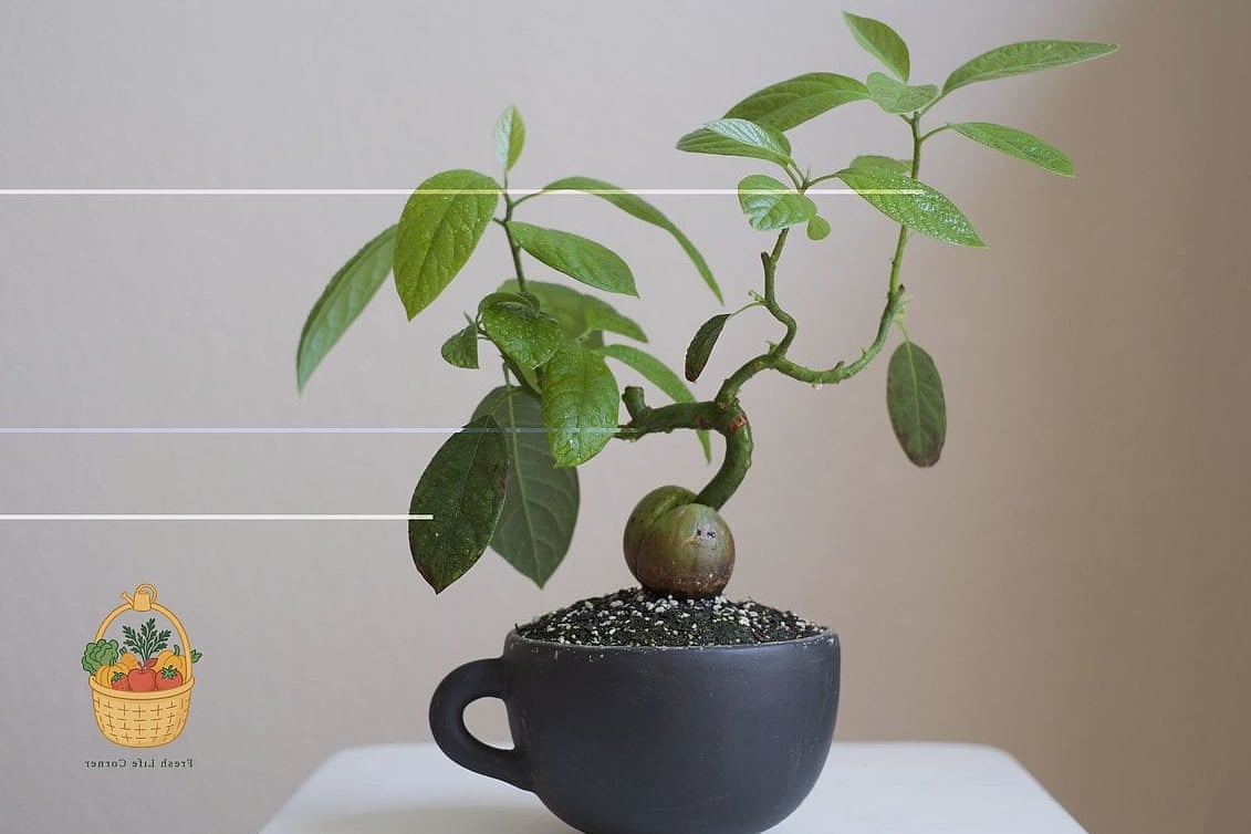21 Avocado Tree Indoors That Are Going Viral on Pinterest 7 Avocado Bonsai-Style Tree