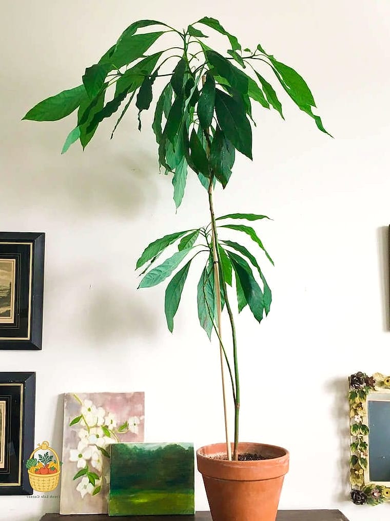 21 Avocado Tree Indoors That Are Going Viral on Pinterest 3 Avocado Tree in a Rustic Terracotta Pot