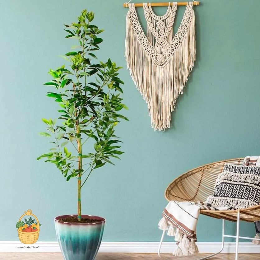21 Avocado Tree Indoors That Are Going Viral on Pinterest 5 Avocado Tree with a Macrame Plant Hanger