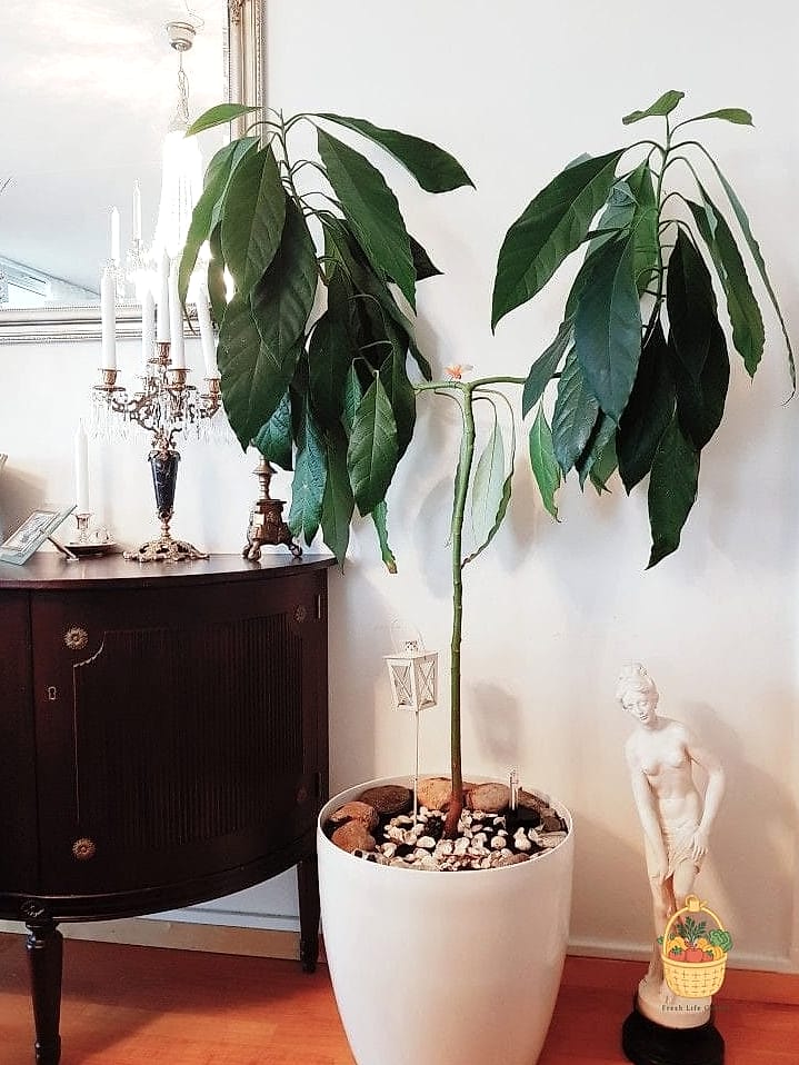 21 Avocado Tree Indoors That Are Going Viral on Pinterest 13 Avocado Tree with Decorative Pebble Top Dressing