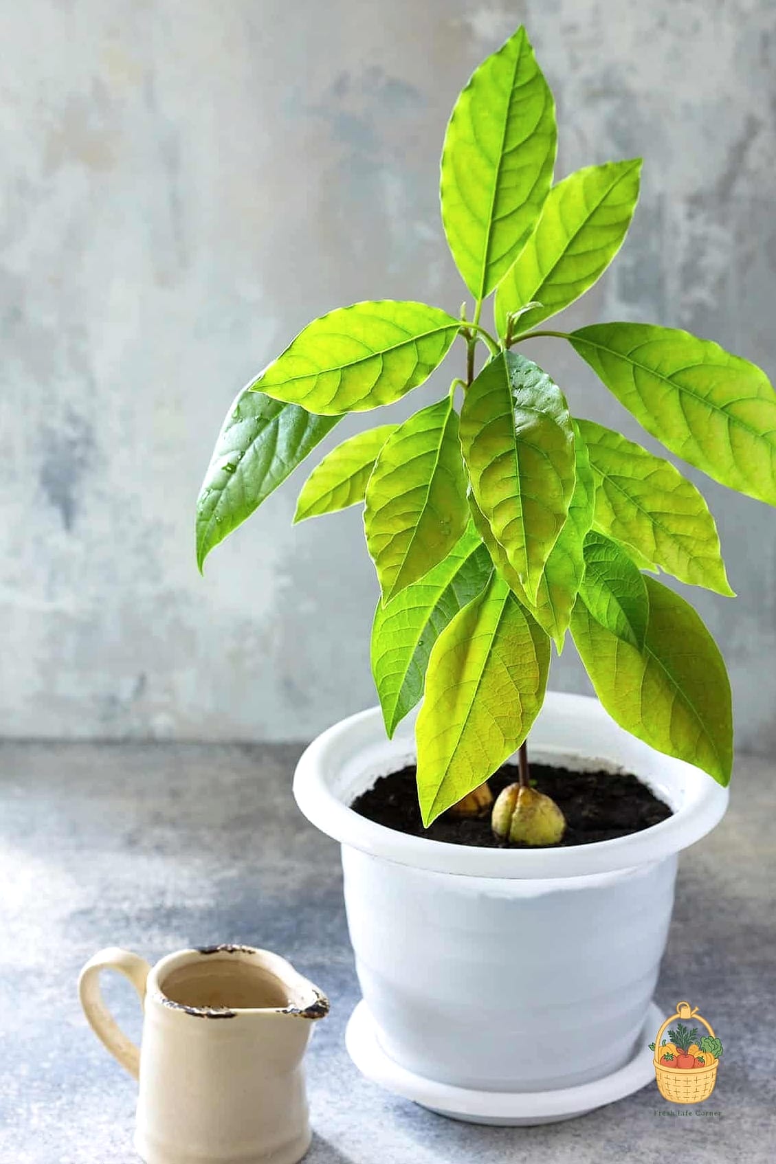 21 Avocado Tree Indoors That Are Going Viral on Pinterest 15 Avocado Tree in a Vintage Ceramic Pot