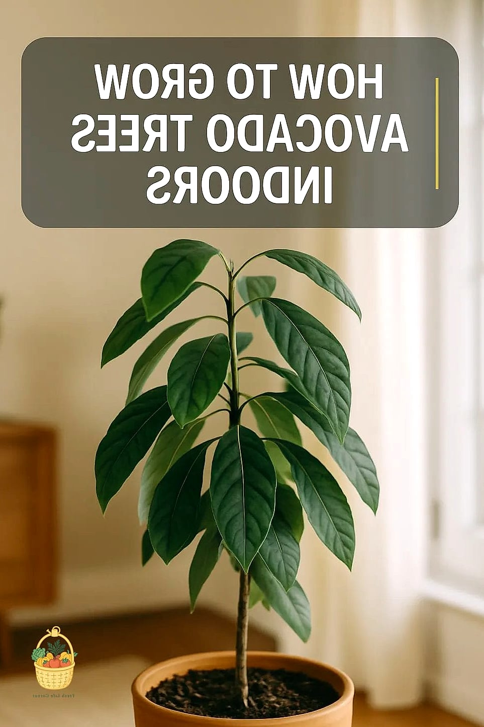 21 Avocado Tree Indoors That Are Going Viral on Pinterest 17 Avocado Tree Paired with Warm Boho Textiles