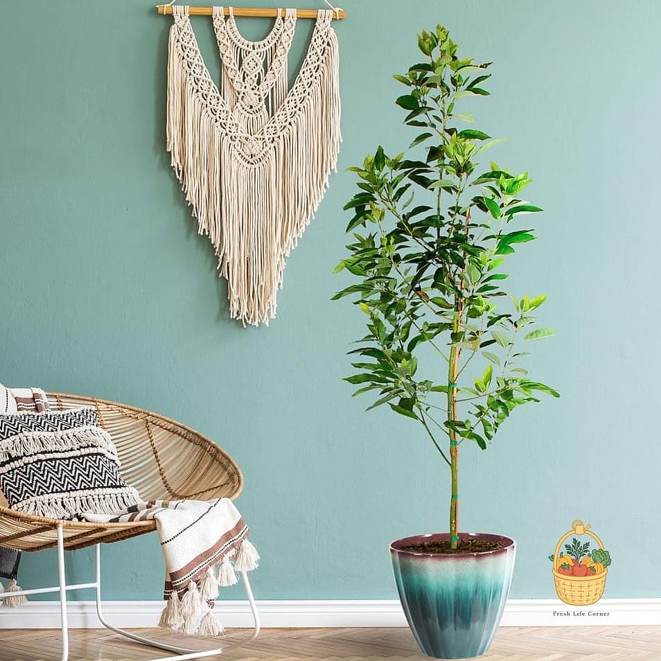 21 Avocado Tree Indoors That Are Going Viral on Pinterest 19 Avocado Tree with Hand-Painted Plant Pot