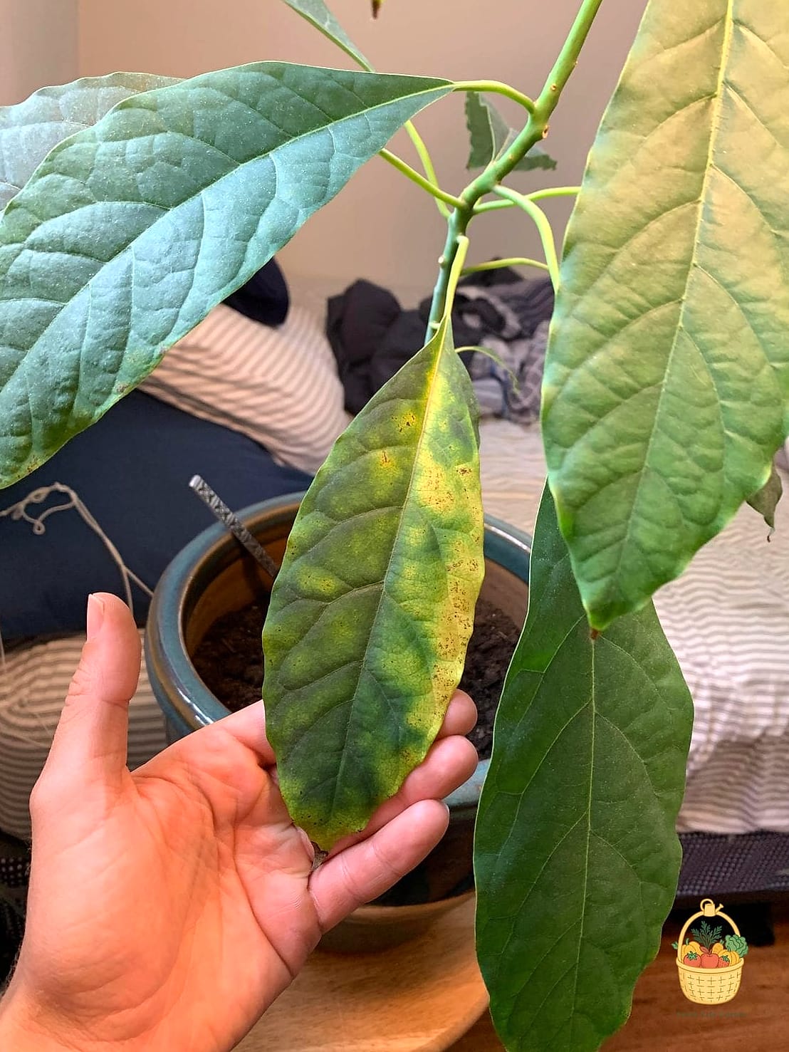 21 Avocado Tree Indoors That Are Going Viral on Pinterest 21 Avocado Tree with Yellowing Leaves Being Rescued and Revived
