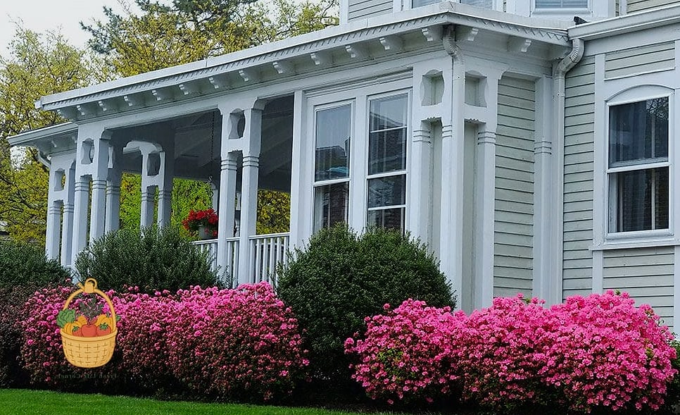 21 Bushes For The Front Of Your House That Are Going Viral on Pinterest 7 Azalea