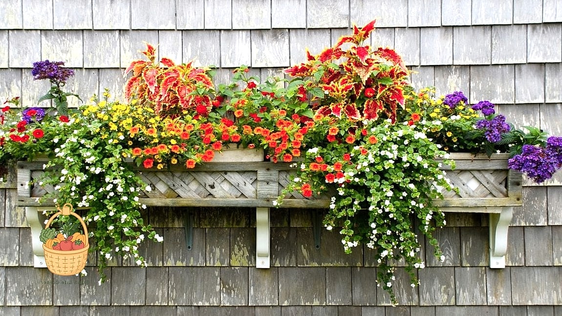 22 Flowers For Your Window Boxes That Actually Work 5 Bacopa