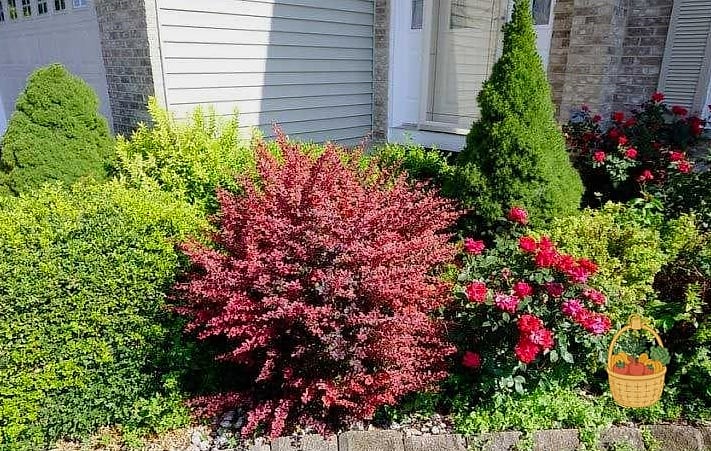 21 Bushes For The Front Of Your House That Are Going Viral on Pinterest 17 Barberry