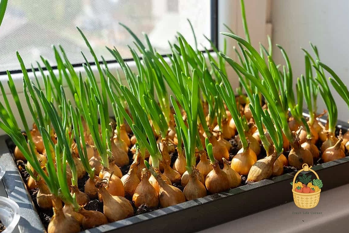 How To Grow Onions In Containers — Everything You Need to Know 5 The Best Soil Mix for Onions in Pots