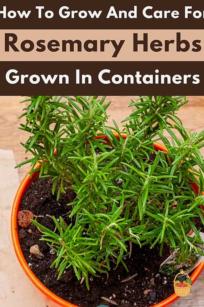 Best Soil Mix for Container Rosemary