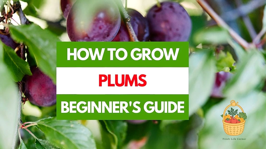 Best Soil for Plum Trees
