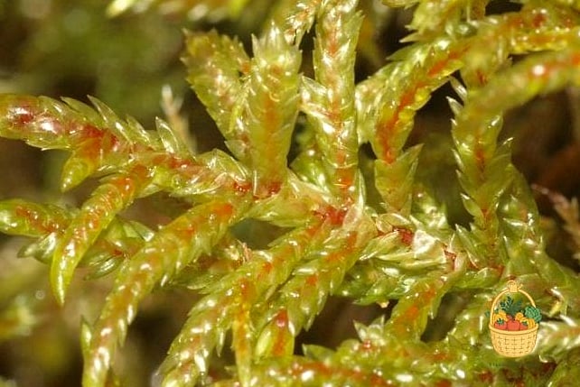 Big Red Stem Moss