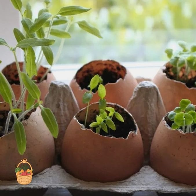 24 Eggshells Houseplants Every Gardener Needs to Know About 22 Bird's Nest Fern