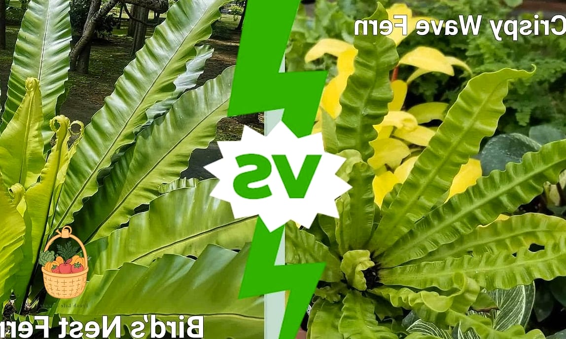 24 Types Of Ferns That Will Transform Your Garden 13 Bird's Nest Fern