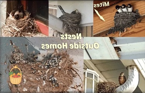 21 Not Kill Your Indoor Ferns Worth Pinning Right Now 4 Bird's Nest Fern