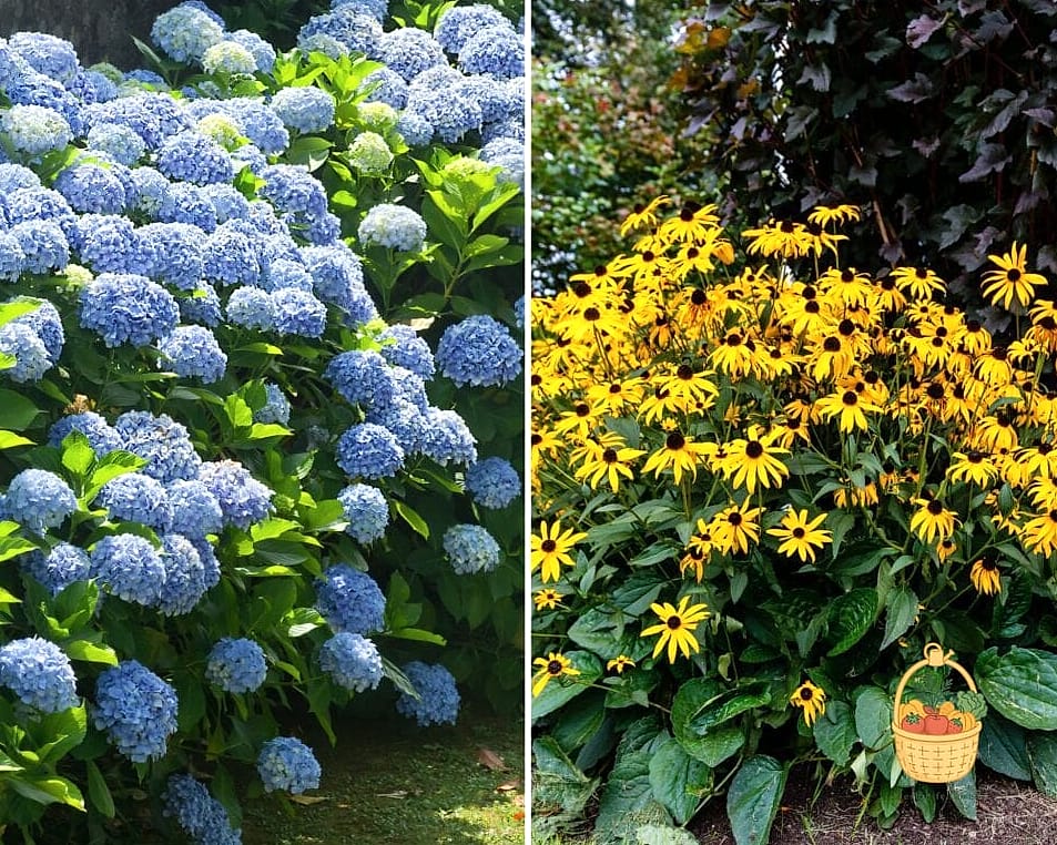 29 Plants Pair Hydrangeas That Actually Work 18 Black-Eyed Susan