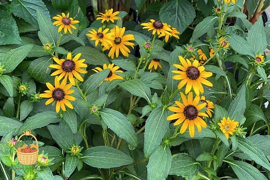 20 Full Sun Perennials That Will Transform Your Garden 3 Black-Eyed Susan (Rudbeckia hirta)