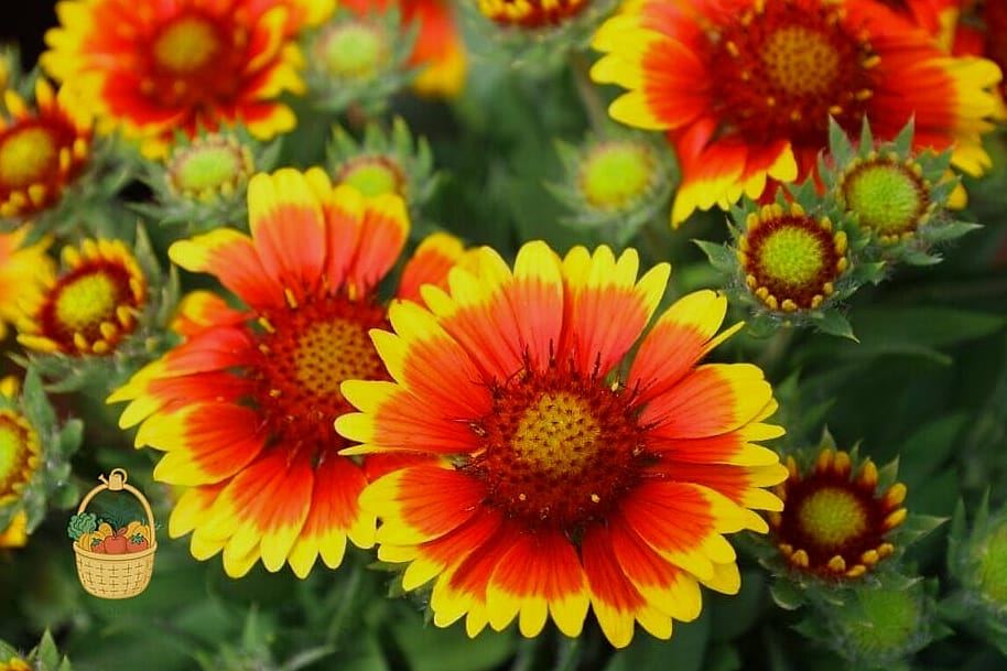 20 Full Sun Perennials That Will Transform Your Garden 9 Blanket Flower (Gaillardia)