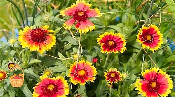 Flowers Grow In Florida Year Round — Everything You Need to Know 12 Blanket Flower