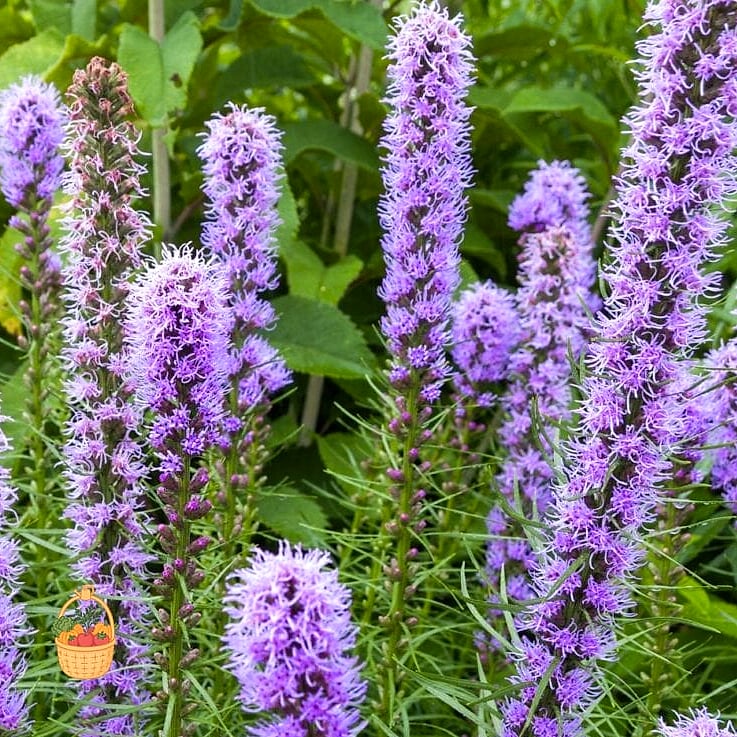 20 Full Sun Perennials That Will Transform Your Garden 20 Blazing Star (Liatris spicata)