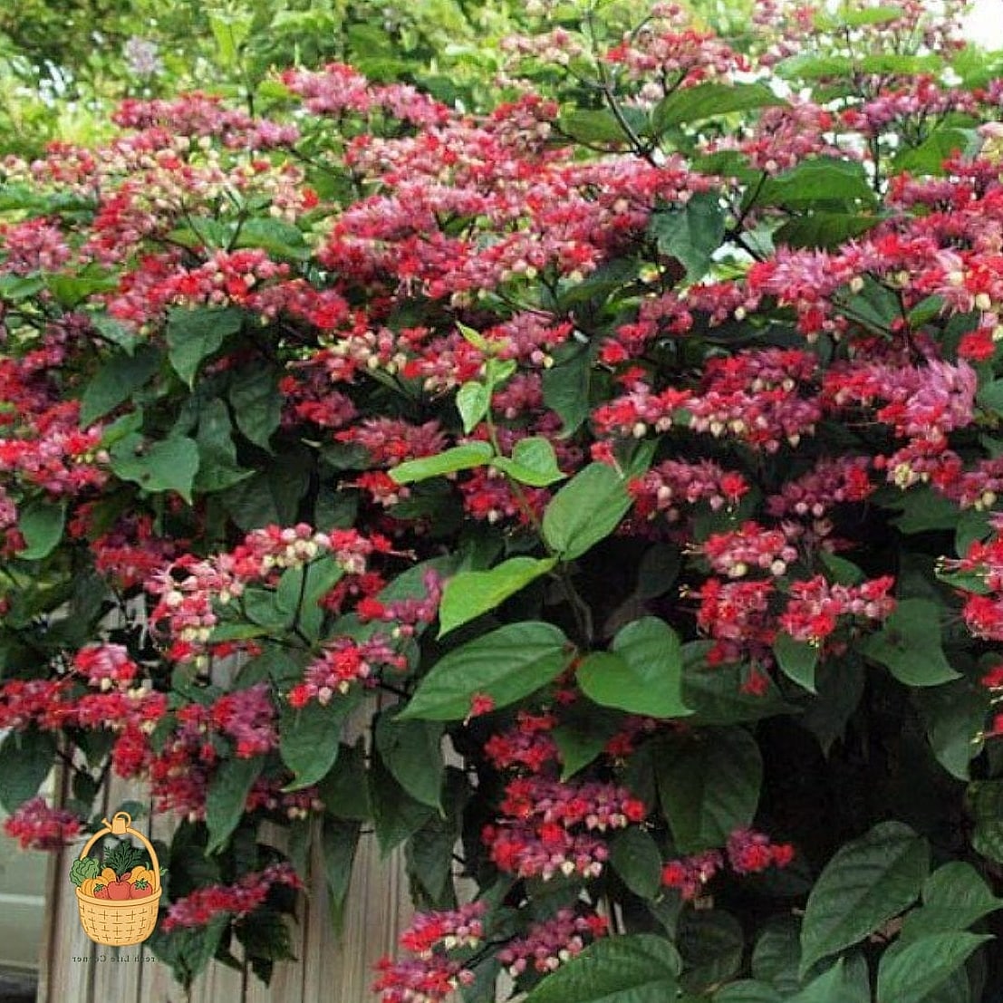 29 Plants Pair Hydrangeas That Actually Work 7 Bleeding Heart
